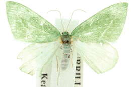 Image of Euloxia fugitivaria Guenée 1857