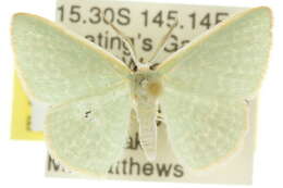 صورة Cymatoplex halcyone Meyrick 1889