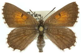 Image of Lucia limbaria Swainson (1833)