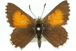 Image of Lucia limbaria Swainson (1833)