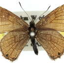 Image of Acrodipsas arcana (Miller & Edwards 1978)