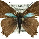 Image of Pseudodipsas cephenes Hewitson 1874