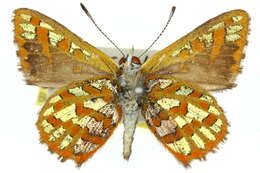 Imagem de Hypochrysops halyaetus Hewitson 1874