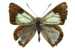 Imagem de Hypochrysops delicia Hewitson 1875