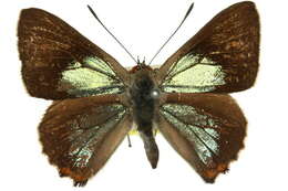 Imagem de Hypochrysops delicia Hewitson 1875