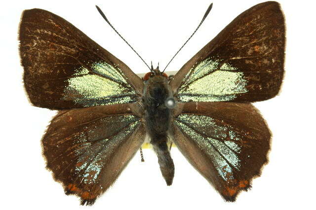 Imagem de Hypochrysops delicia Hewitson 1875