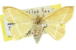 Imagem de Mixocera latilineata Walker 1866