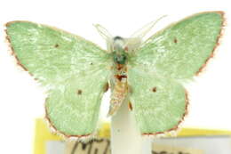 Image of Cenochlora quieta Lucas 1892