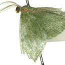 Image of Neothela cissochroa Turner 1910