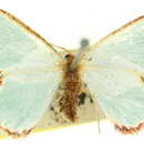 Image of Pyrrhorachis pyrrhogona Walker 1866