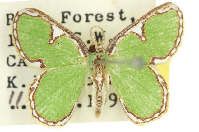 Image of Comostola chlorargyra Walker 1861