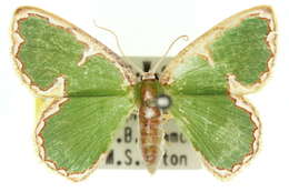 Image of Comostola chlorargyra Walker 1861