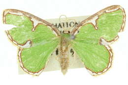 Image of Comostola chlorargyra Walker 1861