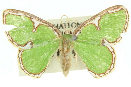 Image of Comostola chlorargyra Walker 1861