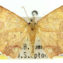 Imagem de <i>Ptochophyle cryptosticha</i>