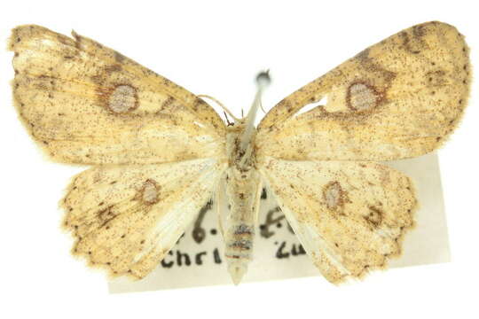 Image of <i>Cyclophora frenaria</i>