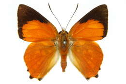 Image of Hypochrysops apollo Miskin 1891