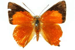 Image of Hypochrysops apollo Miskin 1891