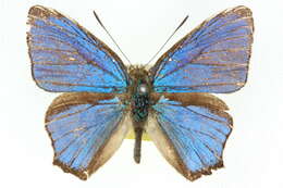 Image of Hypochrysops polycletus (Linnaeus 1764)