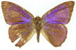 Image of Hypochrysops elgneri (Waterhouse & Lyell 1909)