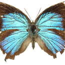 Image of <i>Arhopala micale</i>