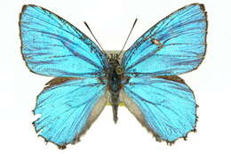 Image of satin azure