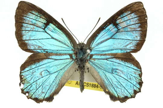 Image of satin azure