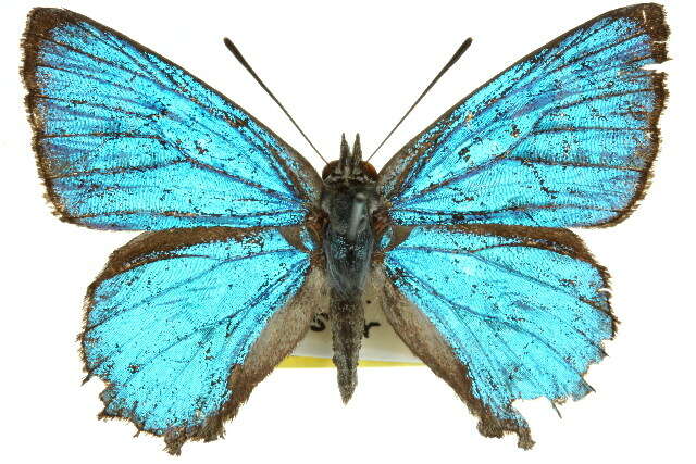 Image of satin azure