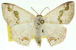 صورة Somatina microphylla Meyrick 1889