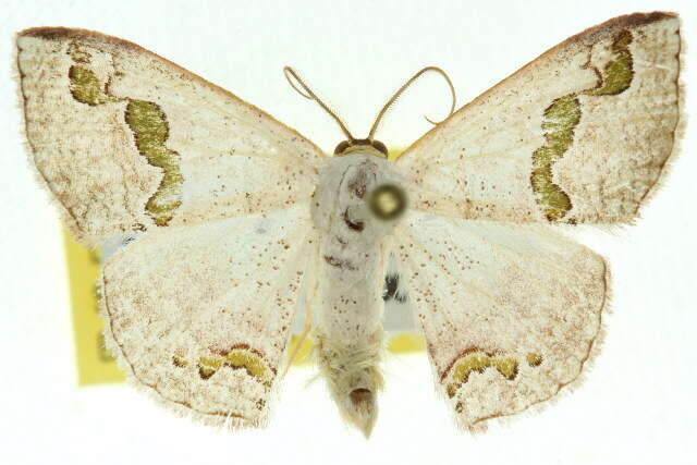 صورة Somatina microphylla Meyrick 1889