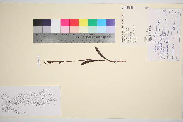 Image de Ophrys