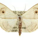 صورة Problepsis transposita Warren 1903