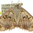 <i>Scopula parvimacula</i>的圖片