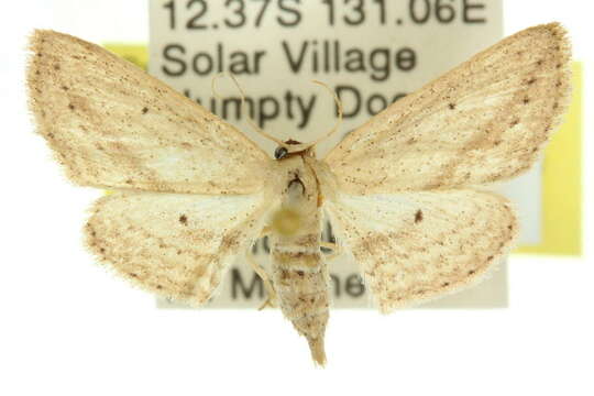 Image of Scopula emissaria Walker 1861