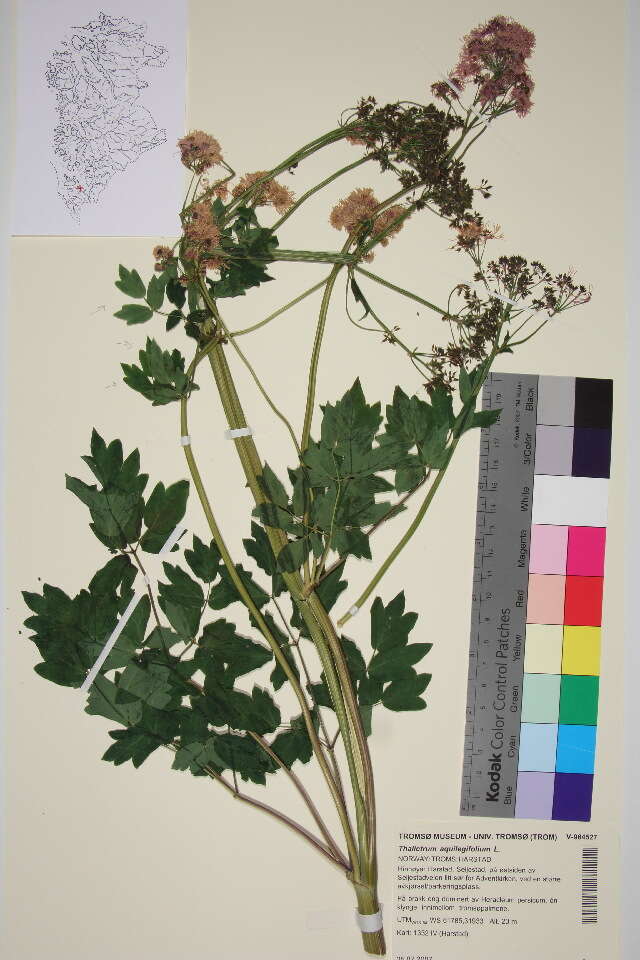 Image of meadow-rue