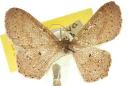 Image of Scopula perialurga Turner 1922