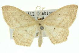 Image of Scopula perlata Walker 1861