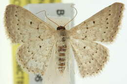 Image of Scopula sublinearia Walker 1866