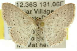 Image of Scopula sublinearia Walker 1866