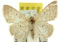 Image of Scopula sublinearia Walker 1866