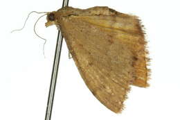 Image of Scopula hypocallista Lower 1900