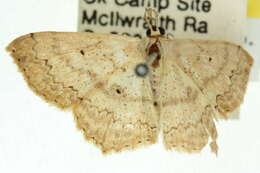 Image of Scopula prosoeca Turner 1908