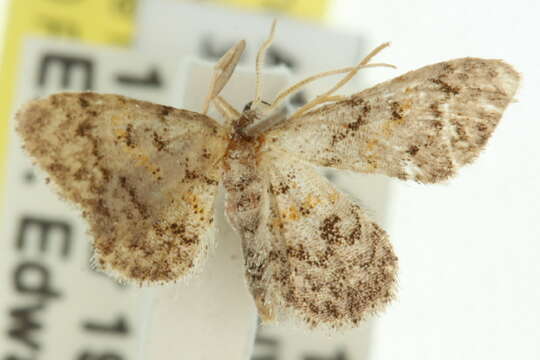 Image of Idaea ferrilinea Warren 1900