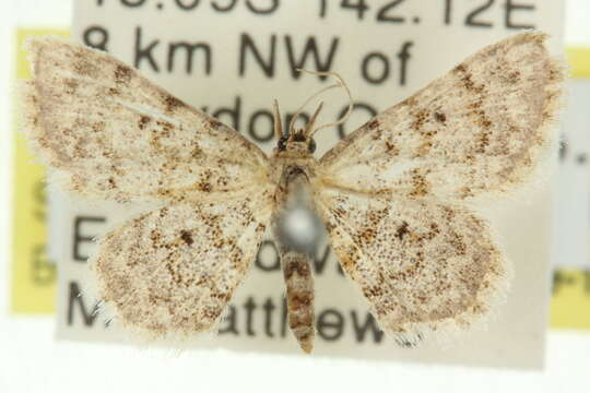 Image of Idaea ferrilinea Warren 1900