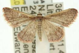 صورة Idaea nephelota Turner 1908