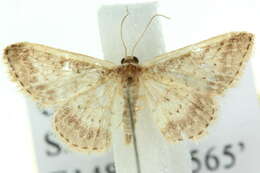 صورة Idaea nephelota Turner 1908