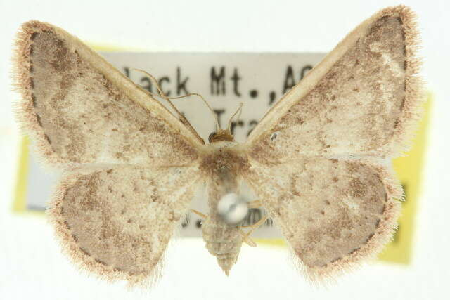 صورة Idaea nephelota Turner 1908