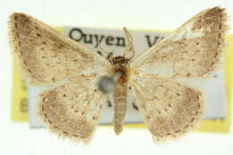 صورة Idaea nephelota Turner 1908