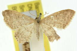 صورة Idaea epicyrta Turner 1917