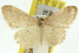 صورة Idaea epicyrta Turner 1917